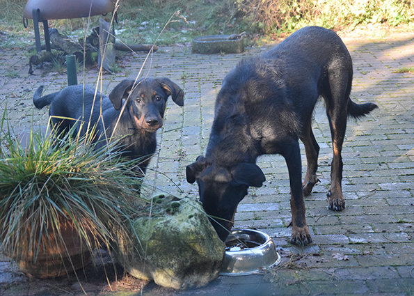 Tipo und Cleo trinken aus einem Bottich.