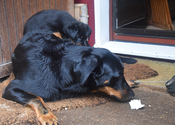 Tipo klettert auf Cleo.