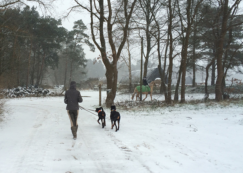 Spaziergang mit Hunden und Pferd.