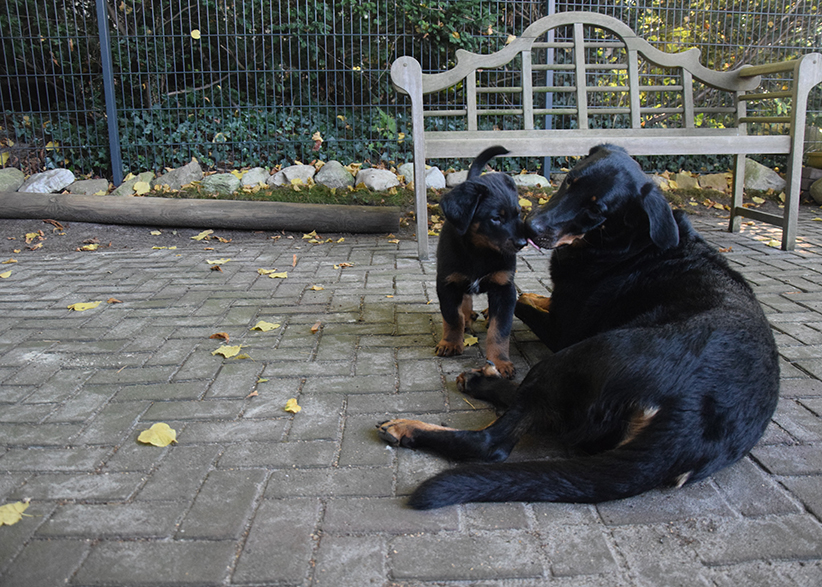 Mutter pflegt ihren Welpen.