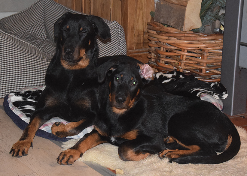 Tipo und Cleo vorm Ofen.