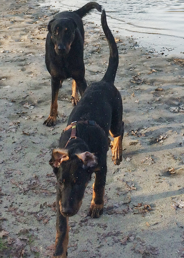 Beauceron beim Spazieren gehen.