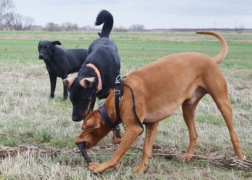 Und wieder Laufen durch Hochwassergebiet nach Sturmflut.