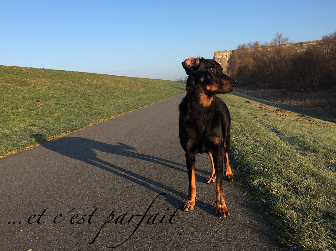 Cleo am Deich beim Bunker Valentin in Rekum