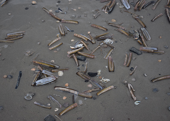 Muscheln und Krebse.