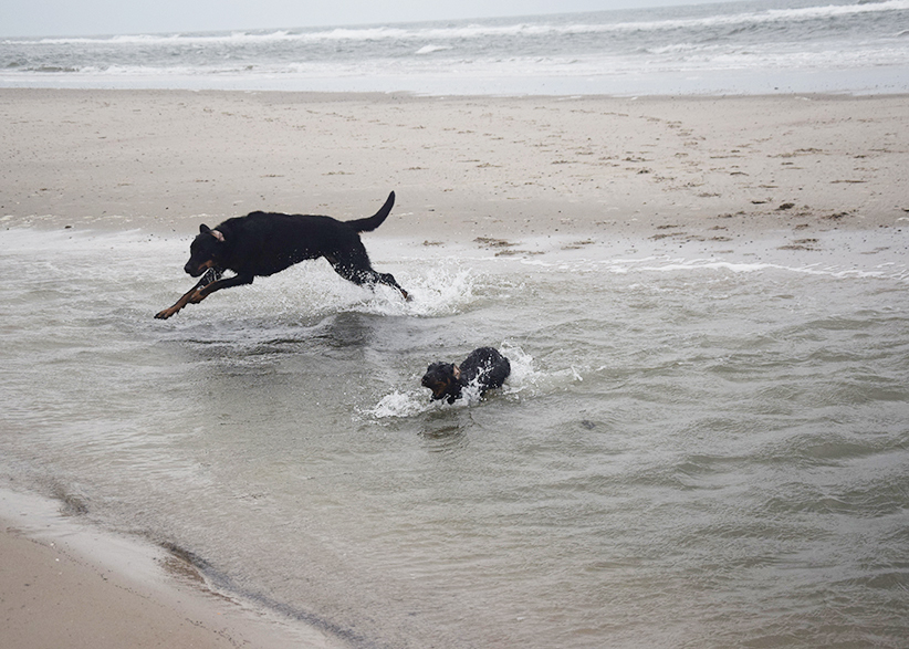 Erster Badeversuch in der Nordsee.