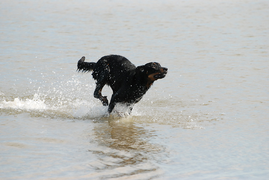 Cleo gibt vollgas am Strand