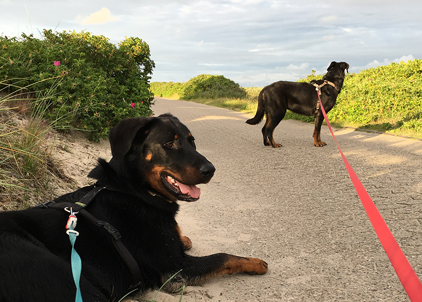 auf der Nordsee Insel