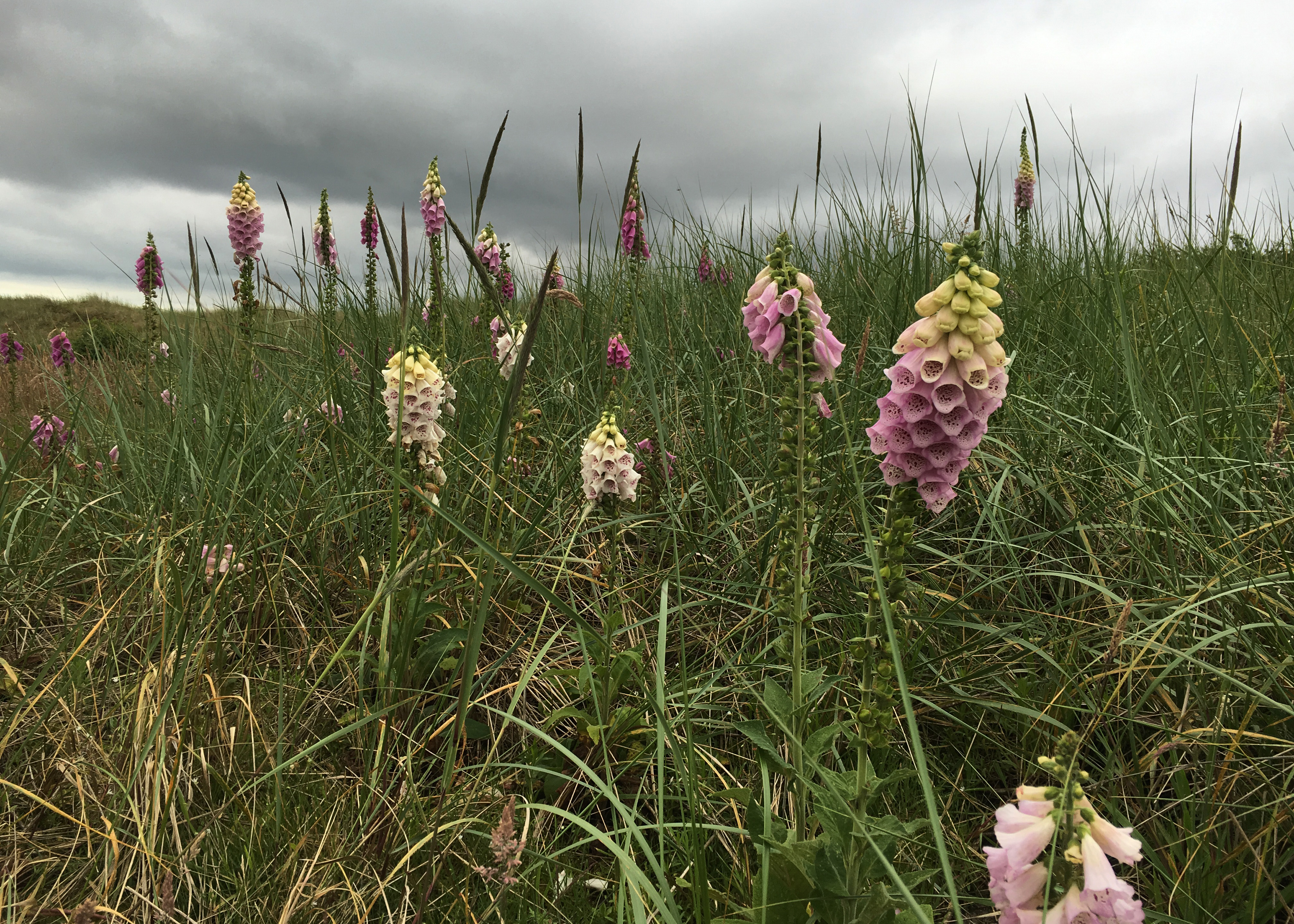 Fingerhut auf der Insel.