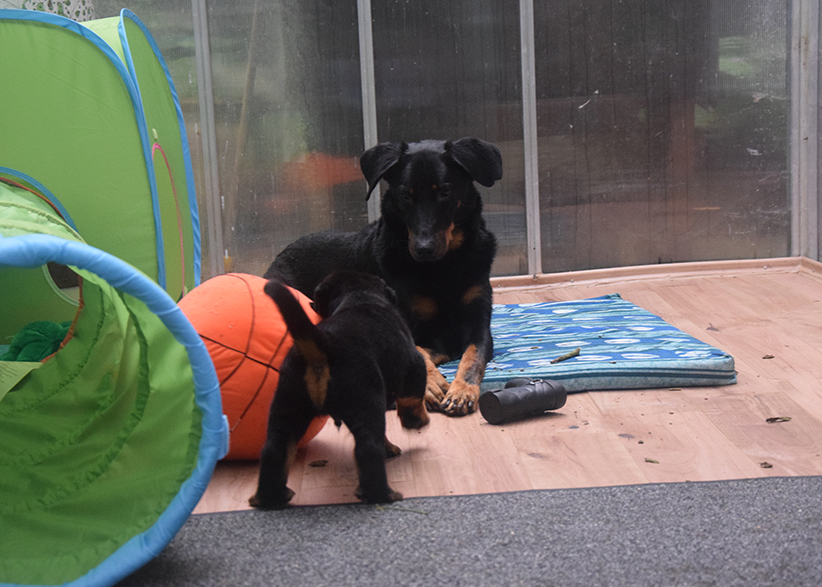 Die Beauceronfamilie erkundet das eigentliche Welpenhaus.