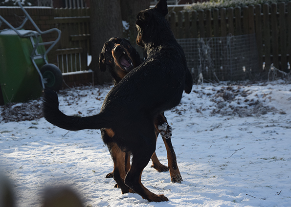 Junger Beauceron spielt mit seiner Mutter.