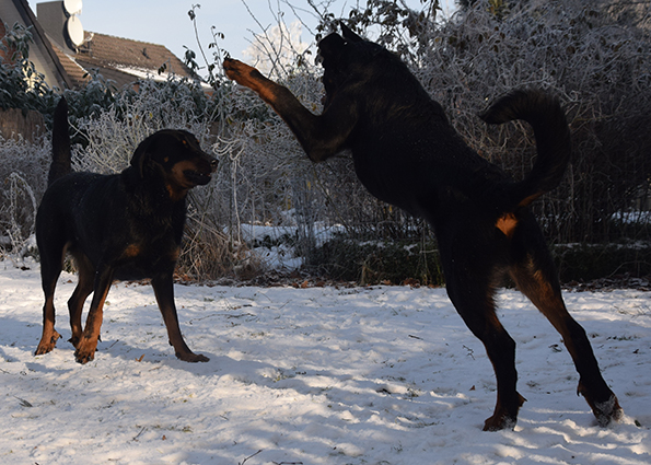 Tipo spielt mit Cleo.