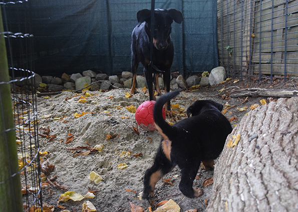 5 Wochen alter Beauceron