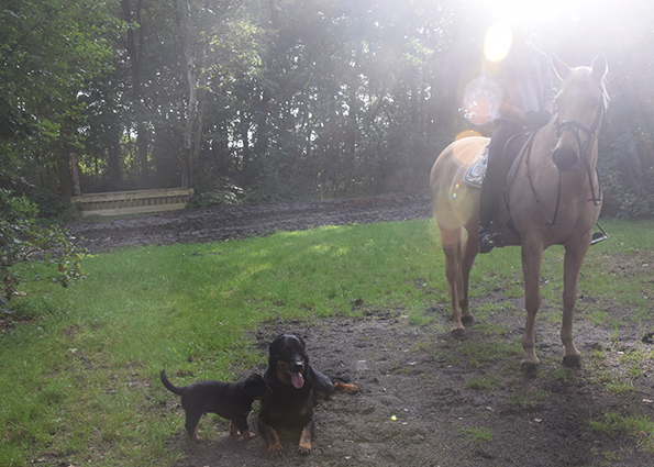 Erster Besuch bei den Pferden.