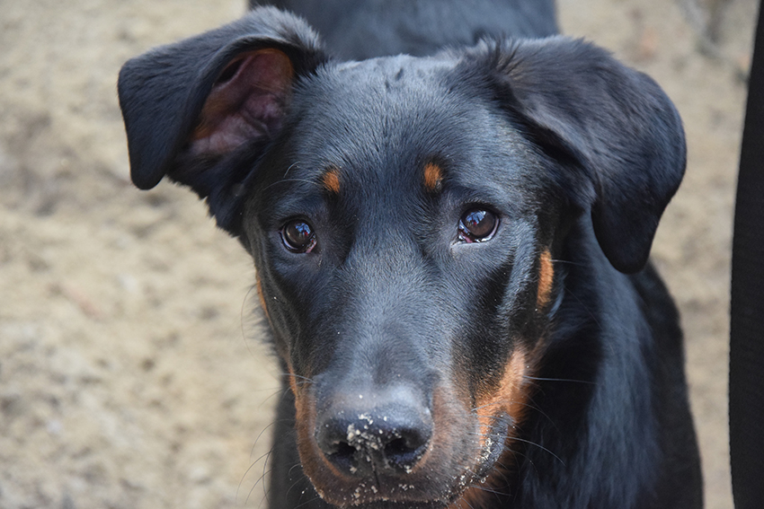 Portrait des sieben Monate alten Beauceron Rüden Tipo.