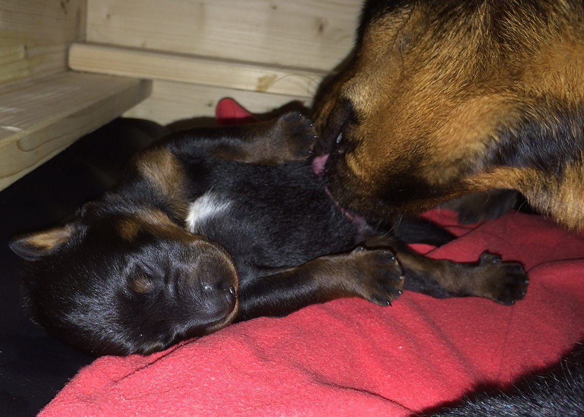 Das gründliche Lecken des Muttertieres ist überlebenswichtig für Welpen, damit sie sich entleeren können.