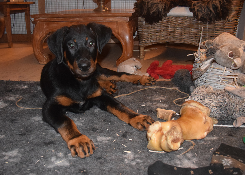 Tipo ist 14 Wochen alt.