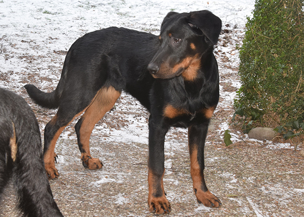 5 Monate alter Beauceron.