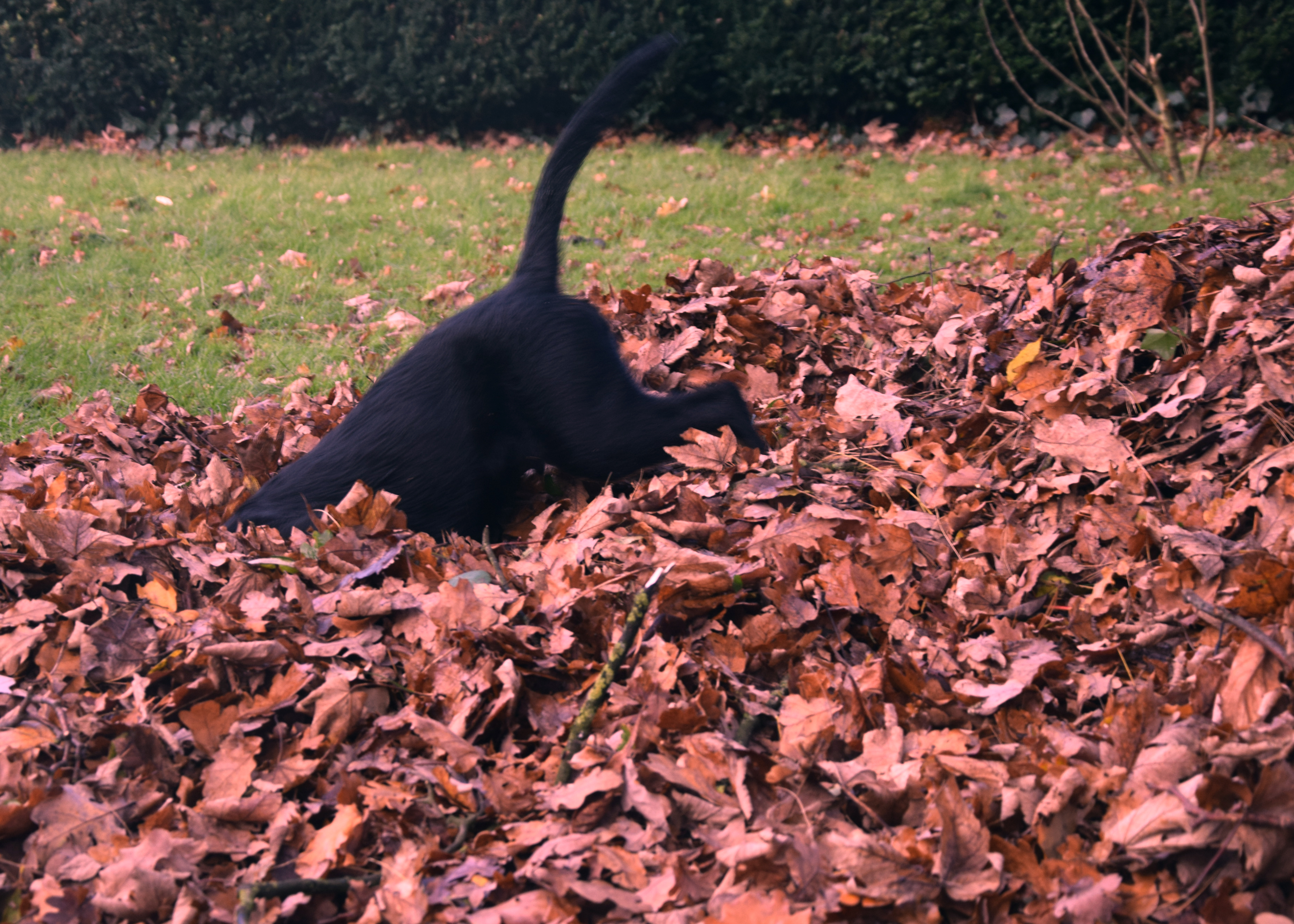 Tipo taucht im Laubhaufen.