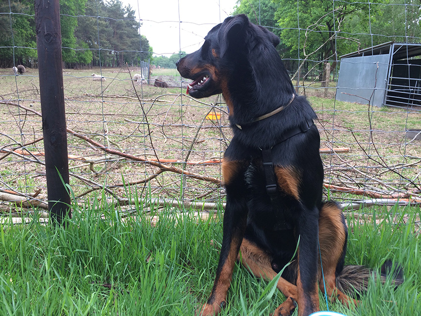 Beauceron sieht den Heidschnucken zu.