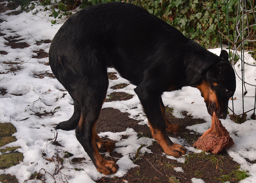 Tipo verzehrt Damwildpansen.
