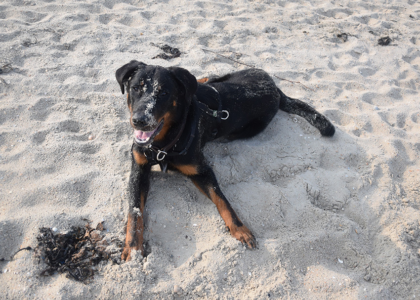 Beauceron am Strand