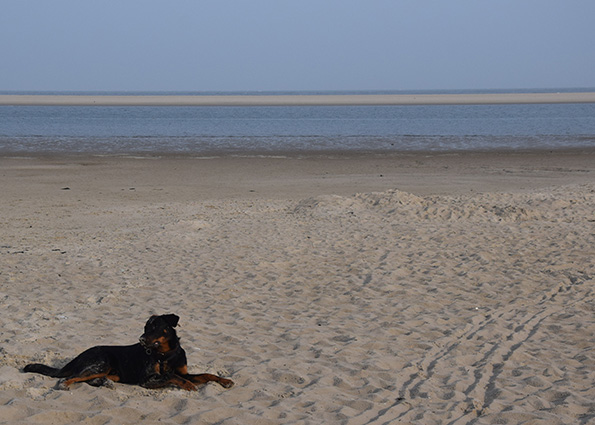 9 Monate alter Beaucweronrüde am Nordsee Strand.