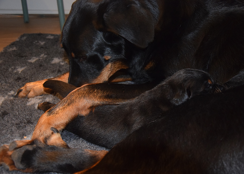 Beauceron pflegt seinen Welpen