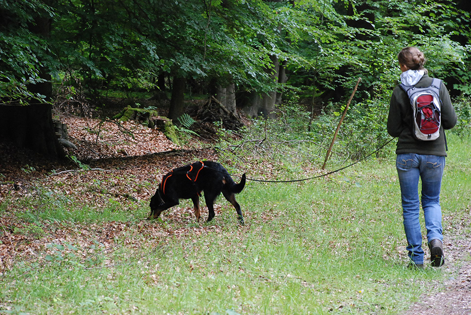 Cleo waehrend des Mantrailings