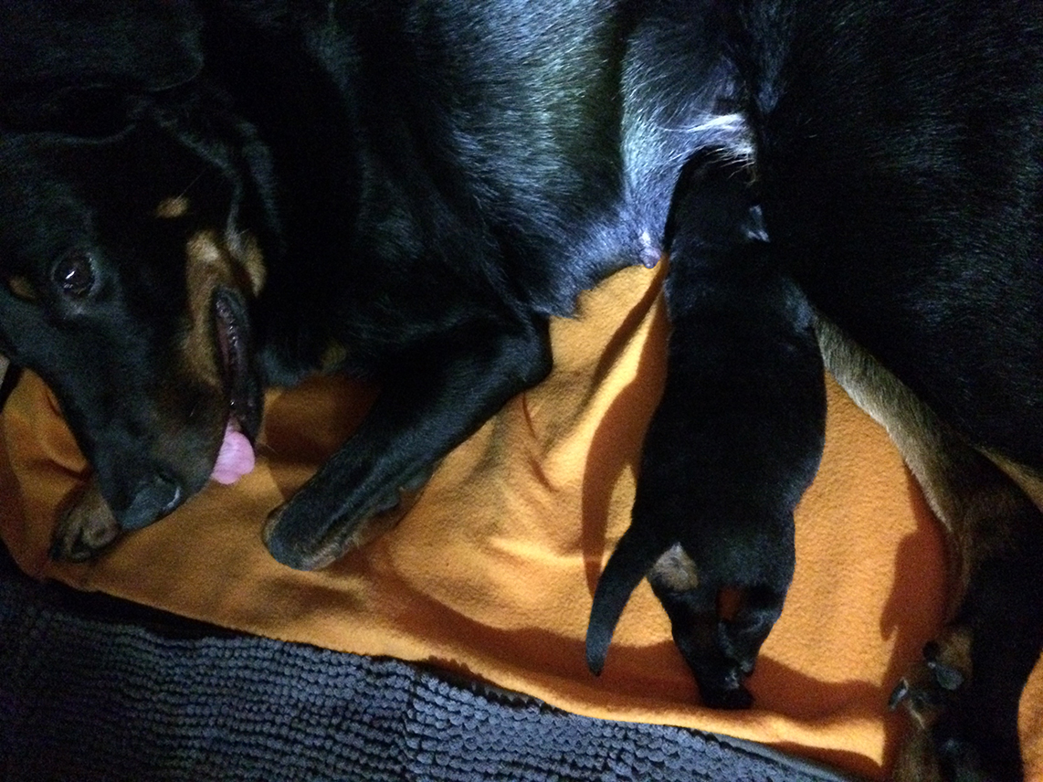 Der Beauceronwelpe Tipo 10 Tage alt.