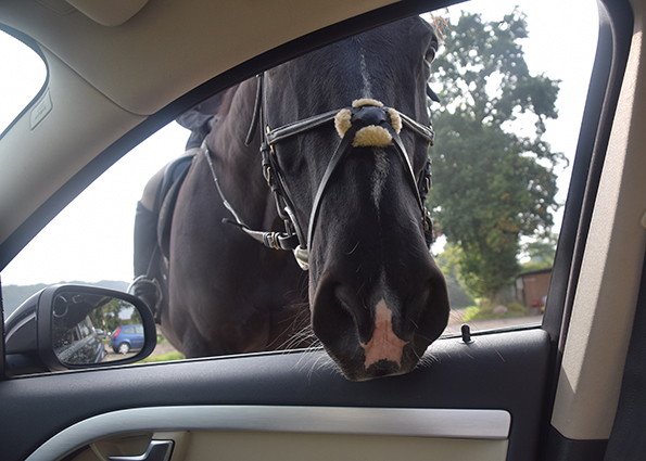 Jule mit Tipo und Fervent Fellow.