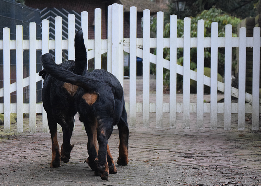 2 Beauceron von hinten.