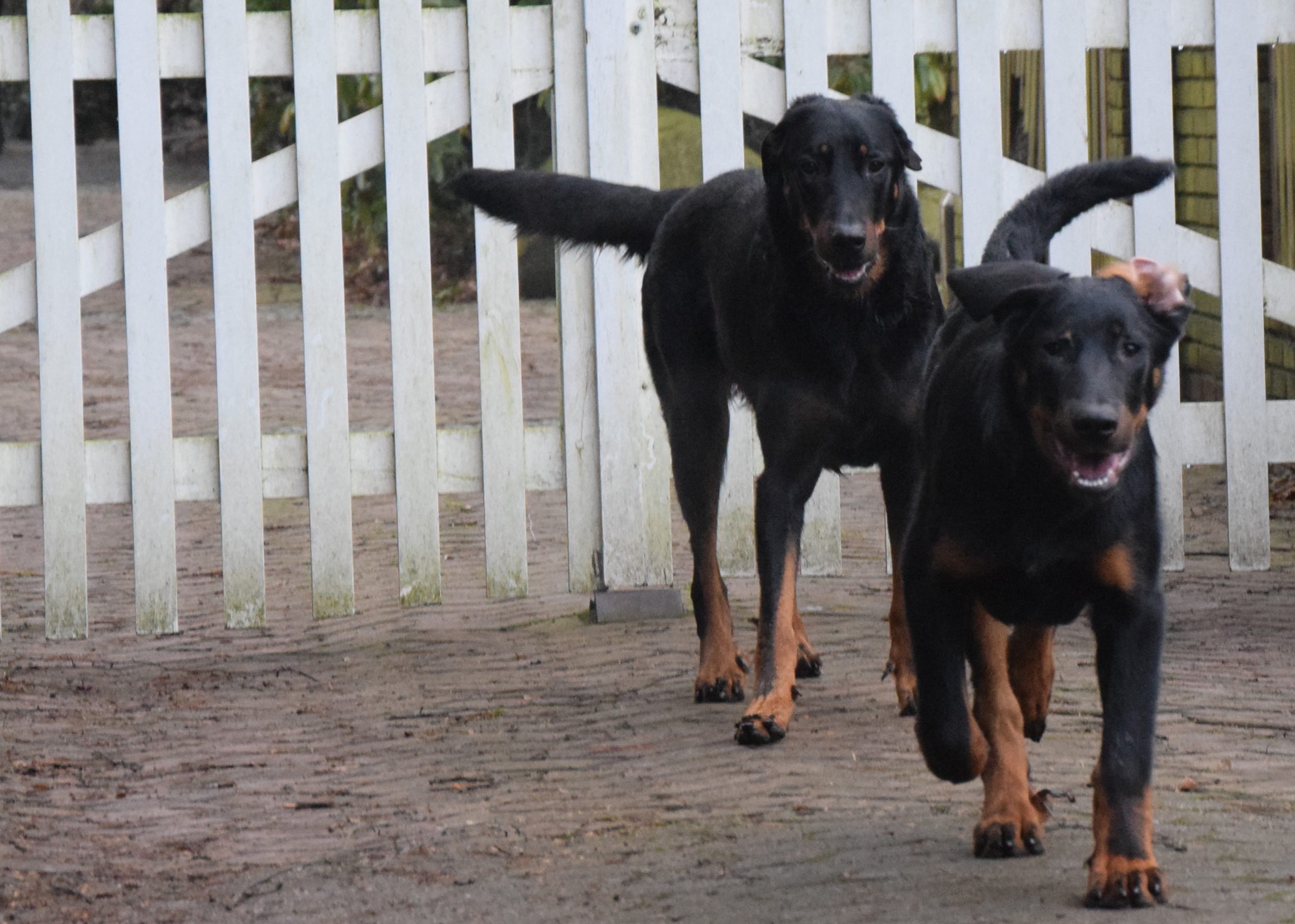 Tipo verzehrt Damwildpansen.