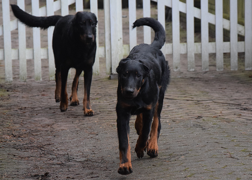 2 Beauceron vorm Tor.
