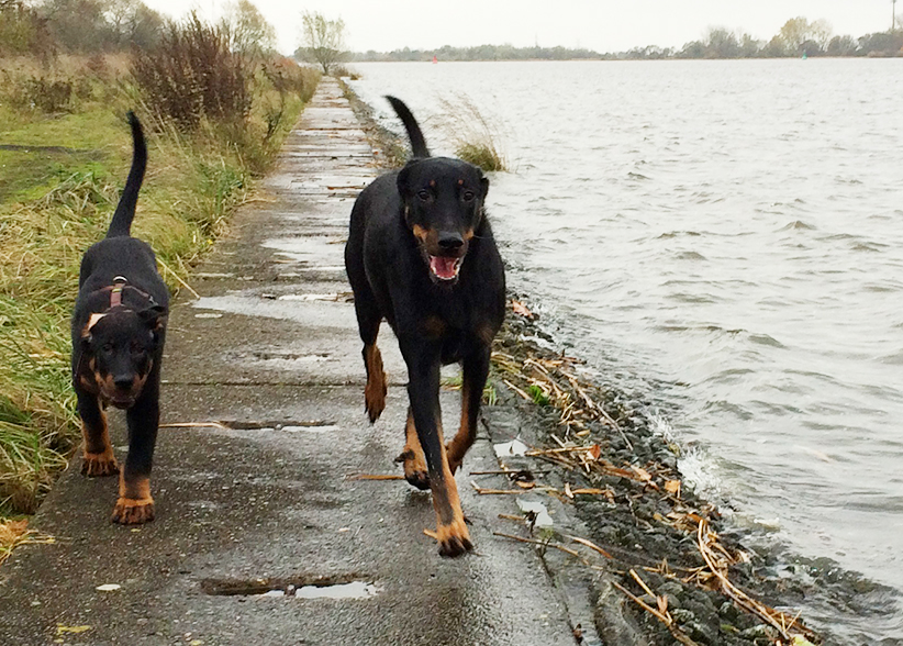 Beauceron an der Weser.