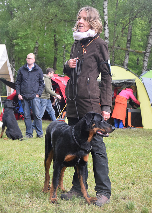 9 Monate alter Beaucweronrüde auf seiner ersten Auisstellung.