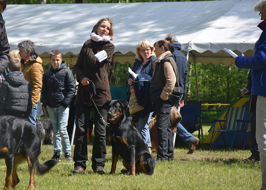 Hundeausstellung