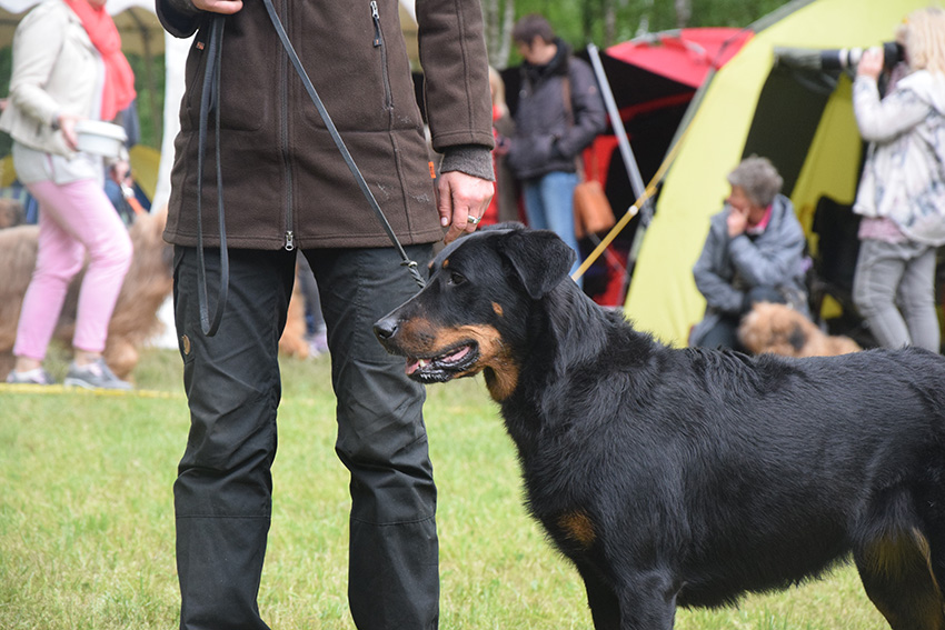 Beauceron Hündin auf Ausstellung.