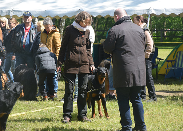 Junger Beauceronrüde schaut den Richter an.