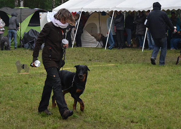 Junger Beauceronrüde verlässt den Ring mit Pokal.