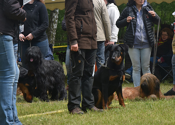 Junger Beauceronrüde im Ring.