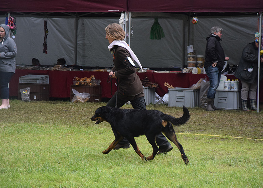 Beauceron im Ring.