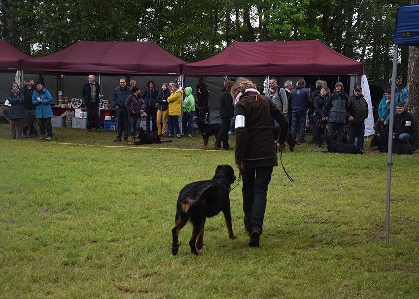 Neun Monate alter Beauceronrüde wird im Ring vorgestellt.