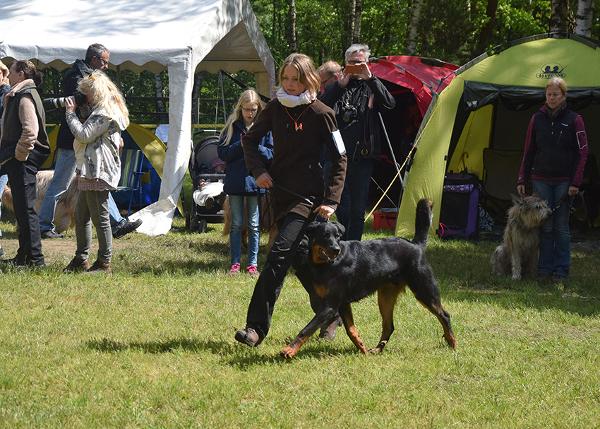 Neun Monate alter Beauceronrüde im Ausstellungsring.