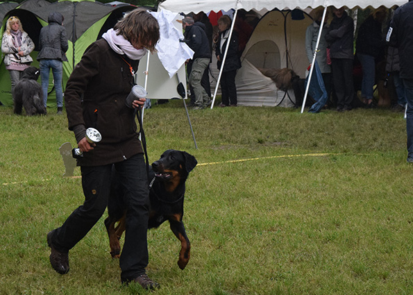 Der Pokal und die Leckerli werden interesiert von Tipo angeschaut.