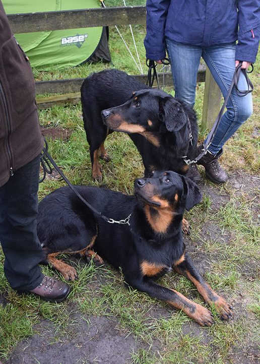 Zwei Beauceron auf der Clubausstellung des CfH in Wietzen 2016.