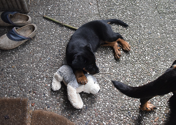 Beauceronwelpe auf der Terrasse.