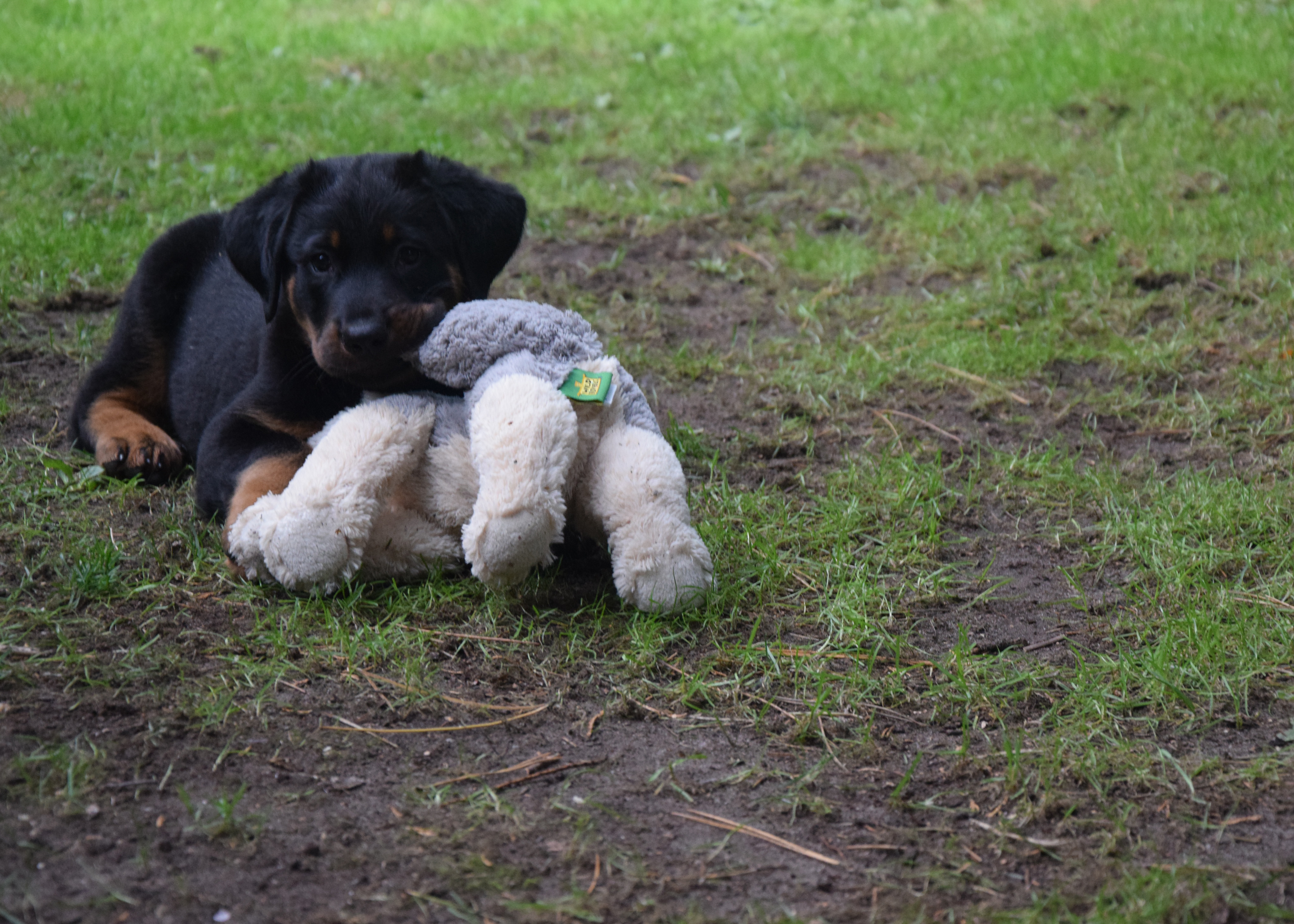 Stofftier Wolf wird zum Untertan.