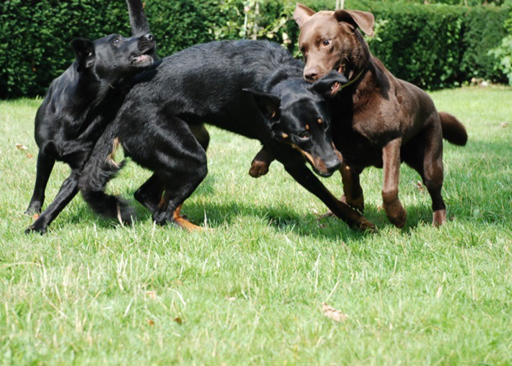 Yelle Labrador, Cleo Beauceron, Nick Labrador