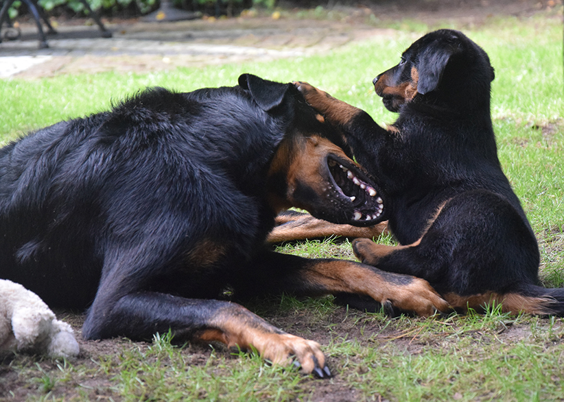 Die kleine Familie spielt.